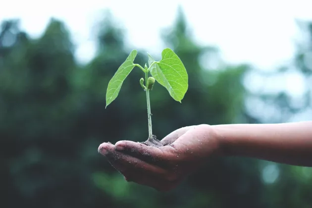 Hand holding a green plant in soil © Credit Akil Mazumder https://www.pexels.com/photo/person-holding-a-green-plant-1072824/