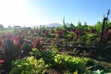 Soil and land in the Philippi Horticultural Area