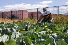David Daniels’ NGO feeds nearly 500 people a day. He leases a small plot of land in Riverdale, Worcester from the municipality, but inputs are still insufficient to take it to scale David Daniels’ NGO feeds nearly 500 people a day. He leases a small plot of land in Riverdale, Worcester from the municipality, but inputs are still insufficient to take it to scale