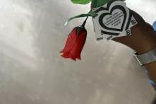 Roses distributed at the launch of Removing the Trigger on Valentines Day. Supplied by Mosaic. 