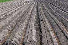 A close-up view over the long lines in the soil of the fields.