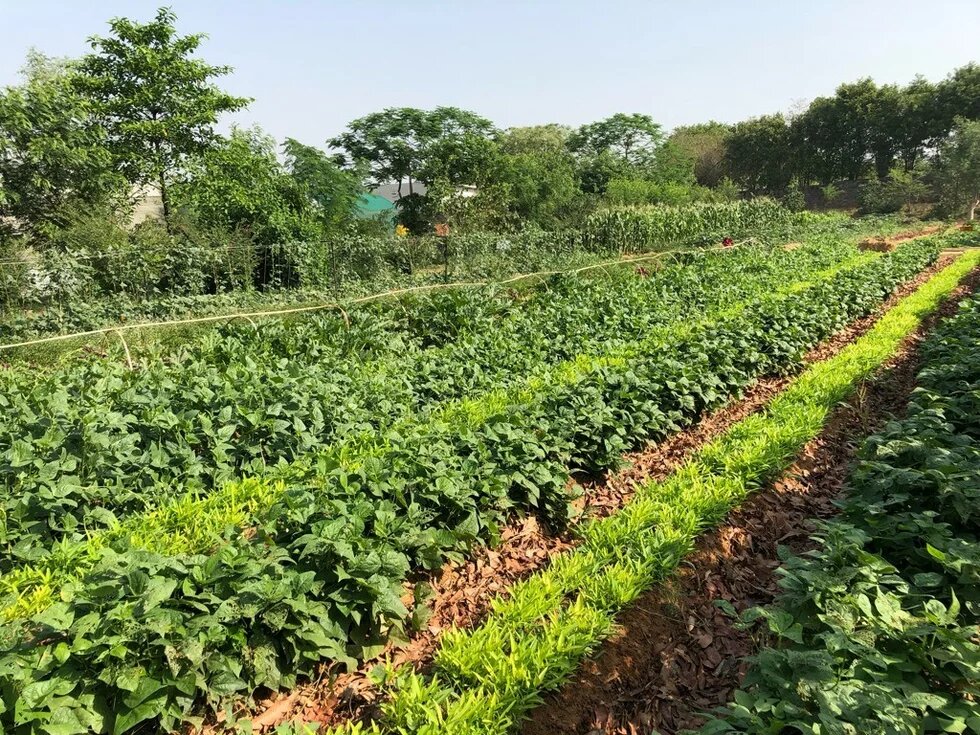 Picture courtesy of Mohammed Erribani, 2019. Notice the diversity, mulching, and multistorey planting.