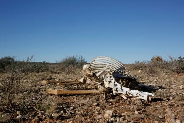 Climate Change Linked Drought Drives Karoo to Collapse